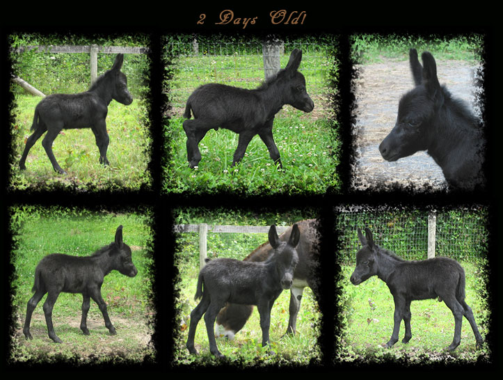 Critter Haven Farm Miniature Donkeys